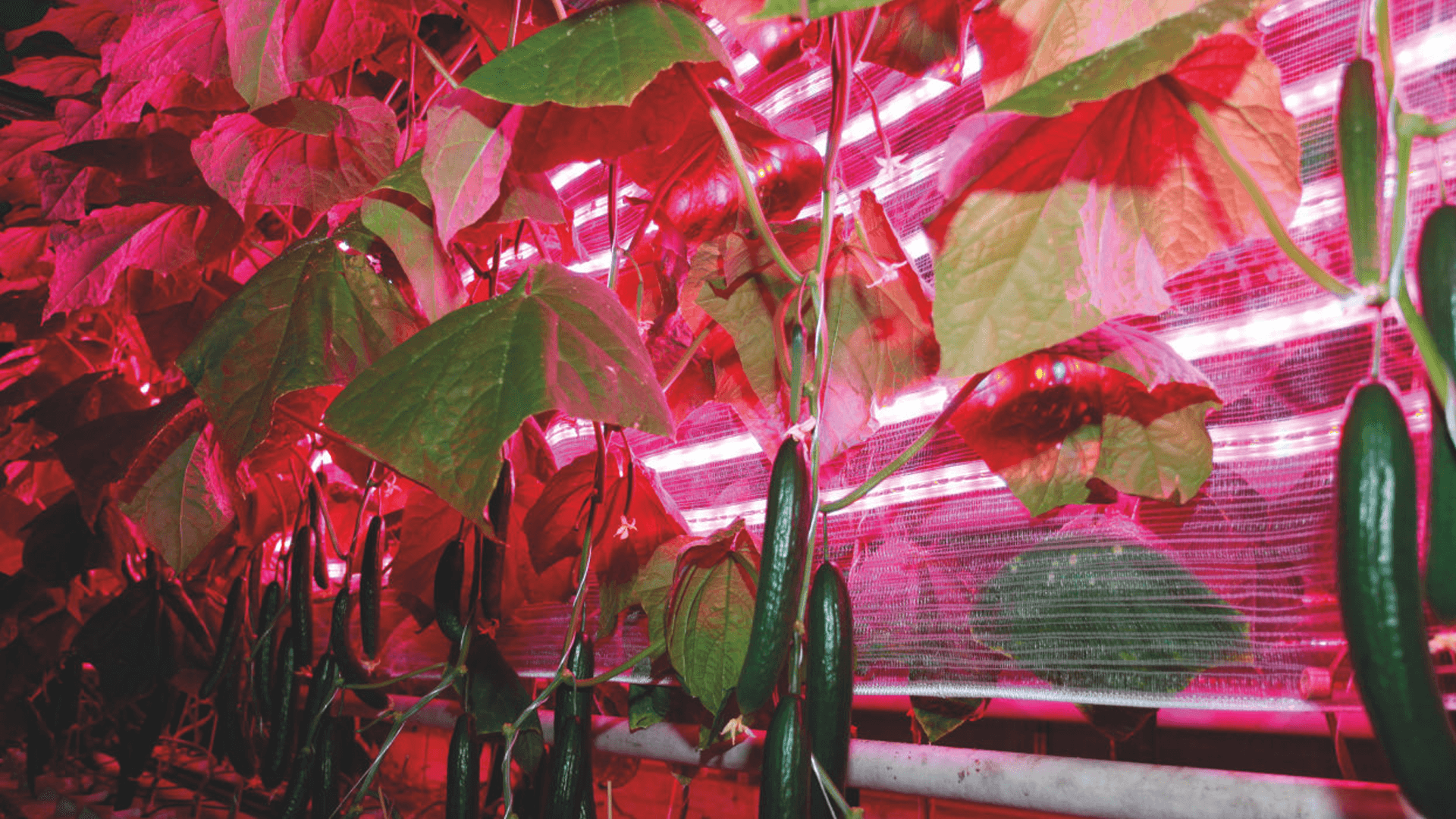 Global Grow Lighting Market Report: Projected to Reach $11.5 Billion by 2024