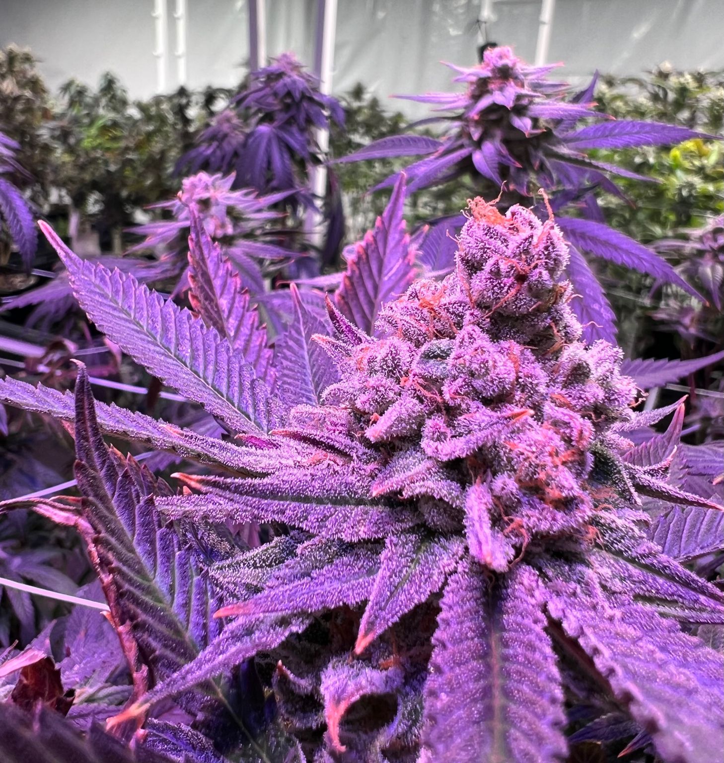 Thailand gives green light to growing cannabis at home