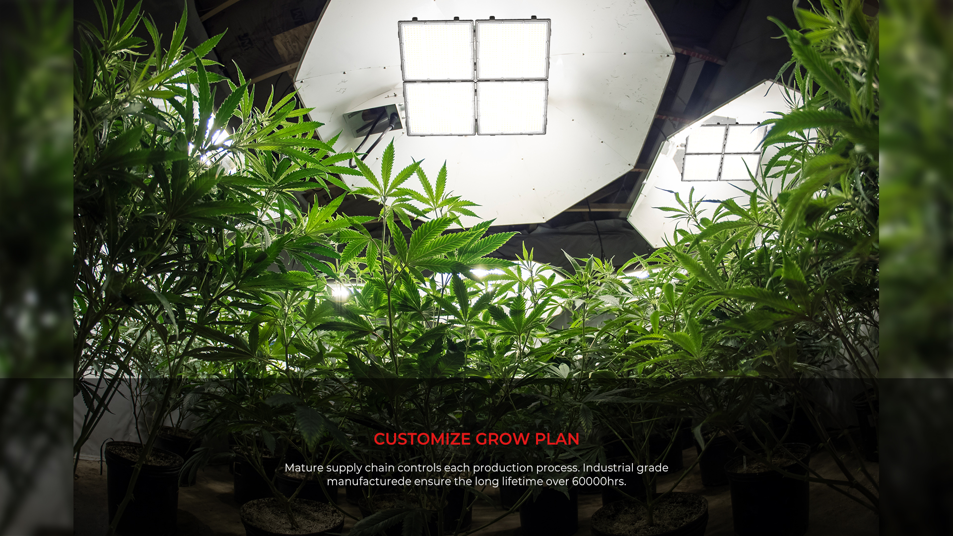 Choose The Right LED Grow Light Based On Your Grow Tent Size