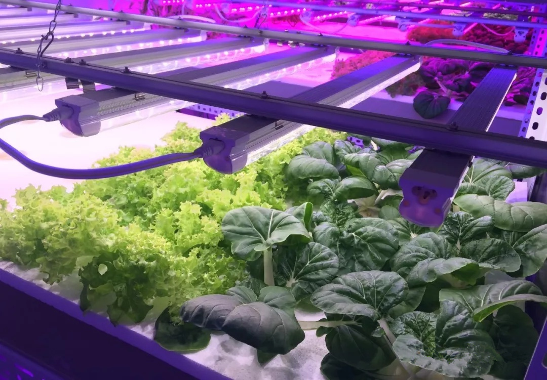 6 Suggestions for Maximizing the Efficiency of LED Grow Light