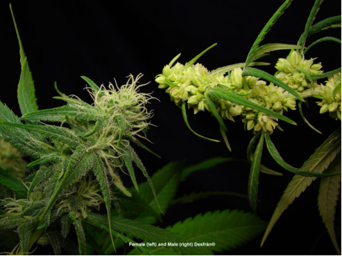 Difference between male and female cannabis plants